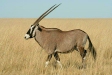 Gemsbok, Etosha, Namibia